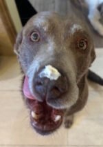 Healing Cream for Dogs with Dry, Irritated & Itchy Skin | Fast-Absorbing Pet Skin Relief | 2 oz - Image 4